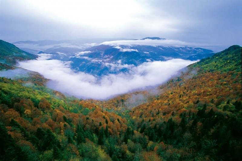 Eşsiz Yenice Ormanları